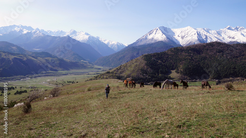 horses in the mountains
