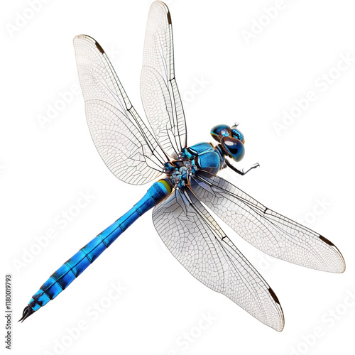 Blue dragonfly with iridescent wings nature clipping path image
