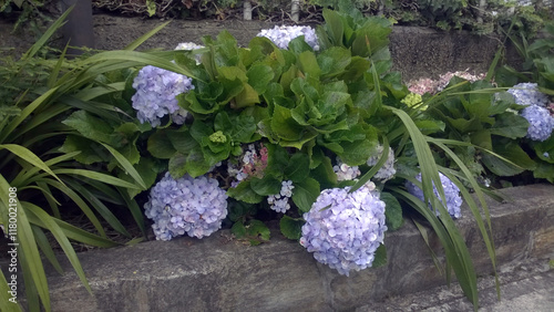 Hortensias en la Colonia Tovar, Venezuela photo