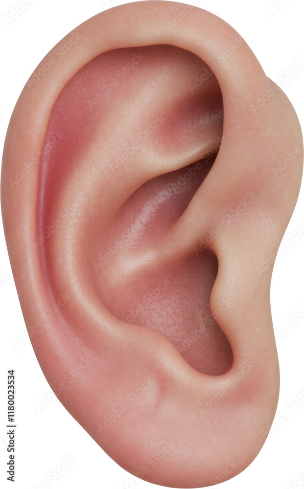 Naklejka premium human ear listening, listen, face part, skin and anatomy, isolated transparent png