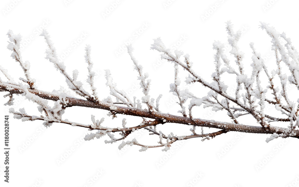 Frost-covered branches in winter with delicate ice crystals on display Isolated on Transparent Background PNG Frost-covered branches in winter with delicate ice crystals on display Isolated on Transparent Background PNG