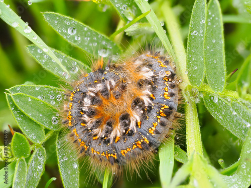 Close up photography of drinker moth caterpillar Euthrix potatoria lying curled up on leaf, covered in dew drops. Black body, yellow dotted stripes, long hair, green leafs in dew photo
