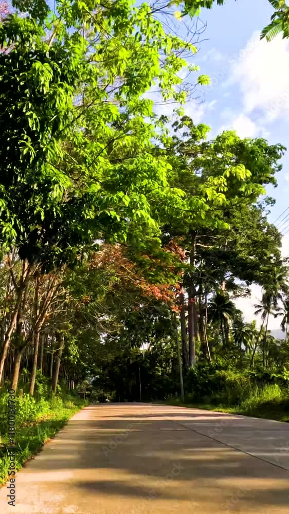 Scenic road lined with vibrant trees and colorful flowers in a tropical paradise during daylight hours. Vertical video. Scenic road lined with vibrant trees and colorful flowers in a tropical paradise during daylight hours. Vertical video.