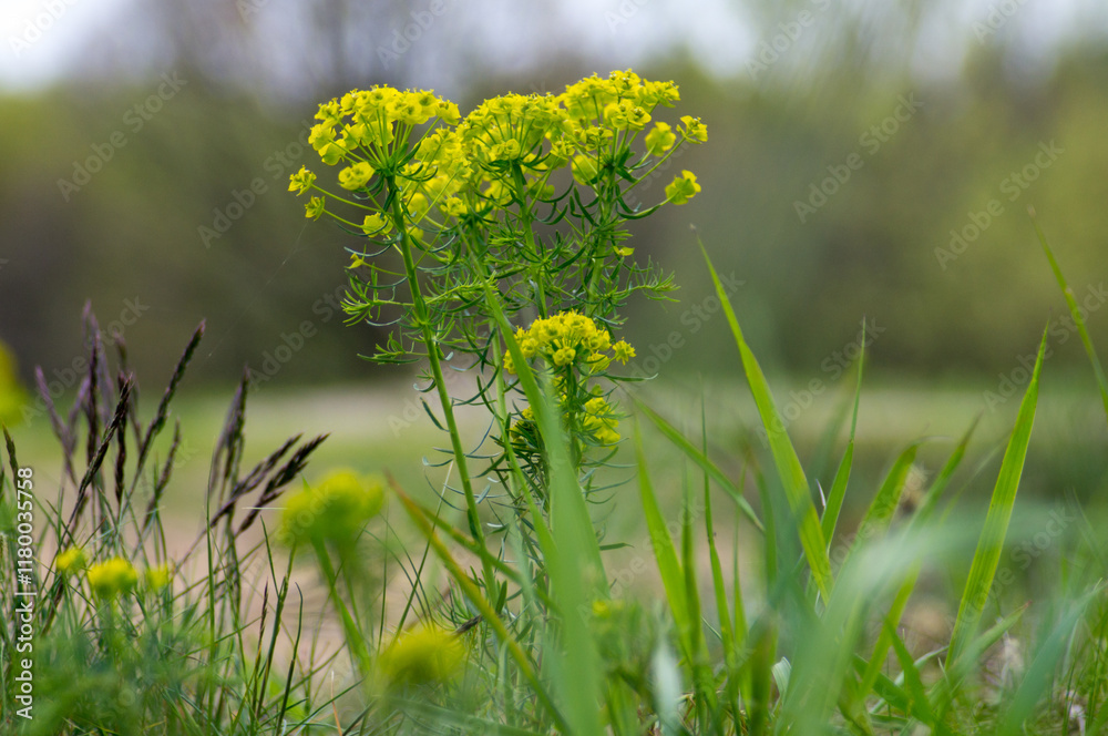 Obraz premium flowers in the grass