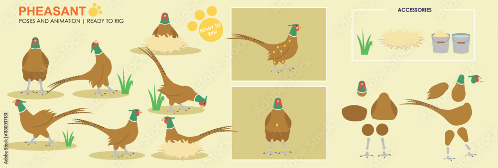 Fototapeta premium Cute Pheasant character ready to rig for animation, vector multiple poses, birds of the UK