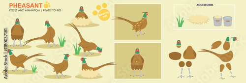 Wallpaper Mural Cute Pheasant character ready to rig for animation, vector multiple poses, birds of the UK Torontodigital.ca