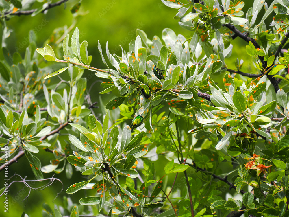 Picture of hawthrone plant tree, close up photo of branches and leafs, green with red spots, green blurred background. Warm tone of photo Picture of hawthrone plant tree, close up photo of branches and leafs, green with red spots, green blurred background. Warm tone of photo