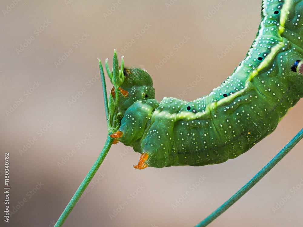 Obraz premium Macro photography of green caterpillar with orange legs sitting and feeding on green grass, blurred brown and grey, beige background 