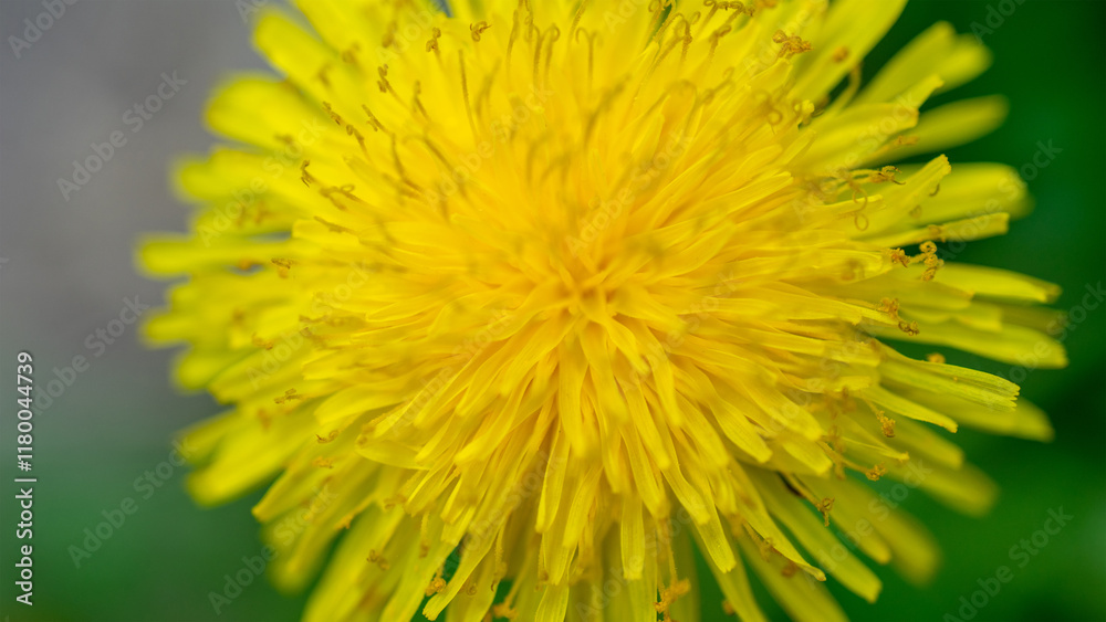 Yellow dandelion close-up. Plants are weeds. Urban, field and meadow flowers Yellow dandelion close-up. Plants are weeds. Urban, field and meadow flowers