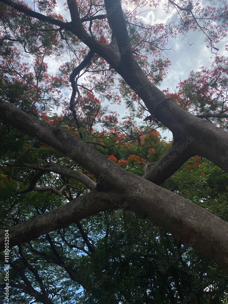 Fototapeta premium Love tree in bloom