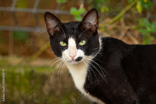 Wallpaper Mural Close up em um gatinho frajola, nas cores preto e branco, fofo e sem-teto, com fundo desfocado. Torontodigital.ca