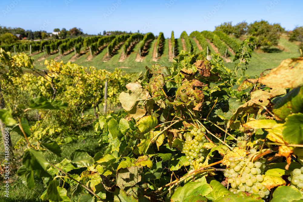 Sunlit vineyard in Traverse City, with rows of lush green grapevines stretching across rolling hills, framed by a serene rural landscape