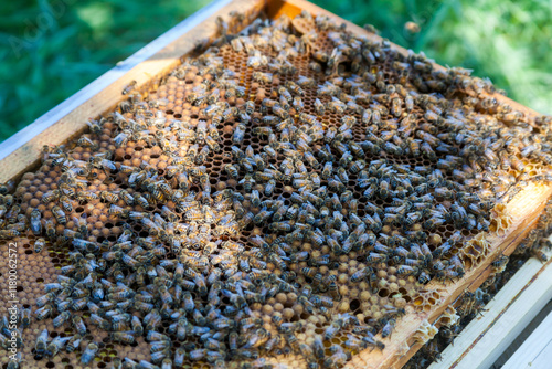 Apiculture - Gros plan sur un cadre de cire recouvert d'abeilles - identification et marquage de la reine