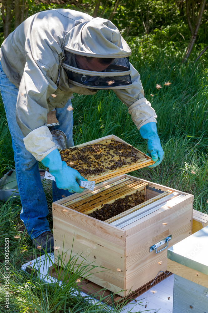 Apiculture - Apiculteur tenant un cadre de cire au dessus d'une ruche, lors d'une visite sanitaire et inspection du rucher Apiculture - Apiculteur tenant un cadre de cire au dessus d'une ruche, lors d'une visite sanitaire et inspection du rucher