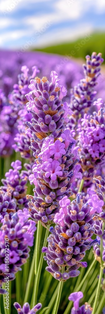 Obraz premium Serene lavender field glowing in soft purple hues during golden hour in a tranquil countryside setting