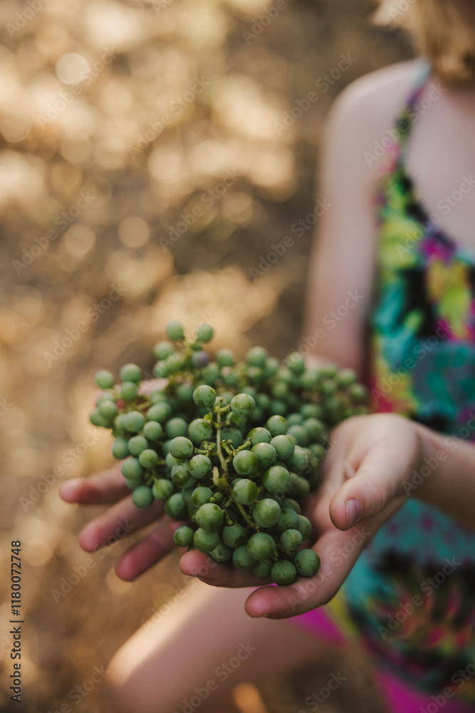 Wine Making Process Wine Making Process