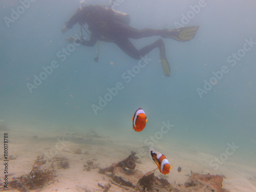 A Clownfish looking at the camera. Blue water background with a scuba diver. Picture from Puerto Galera, Philippines photo