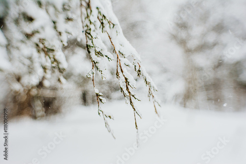snow covered juniper tree