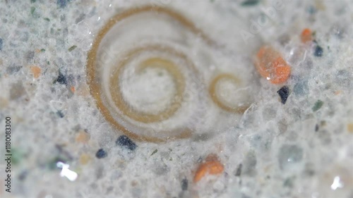 worm Nematoda Pontonema vulgare under microscope, family Oncholaimidae. Found in silted soil, under stones, in algae tangles. White Sea photo