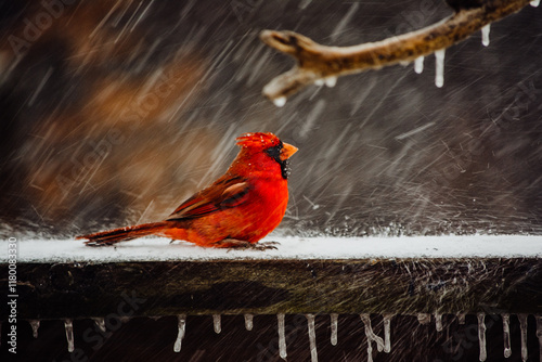 red cardinal in an ice storm
