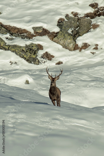 A majestic red deer stag (Cervus elaphus) with impressive antlers stands on a snowy slope, surrounded by patches of rocks and grass. The serene winter landscape emphasizes the deer's solitary presence