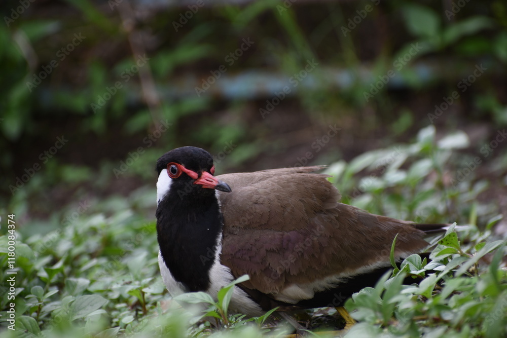 Fototapeta premium The red-wattled lapwing is an Asian lapwing or large plover, a wader in the family Charadriidae. Like other lapwings they are ground birds that are incapable of perching. 