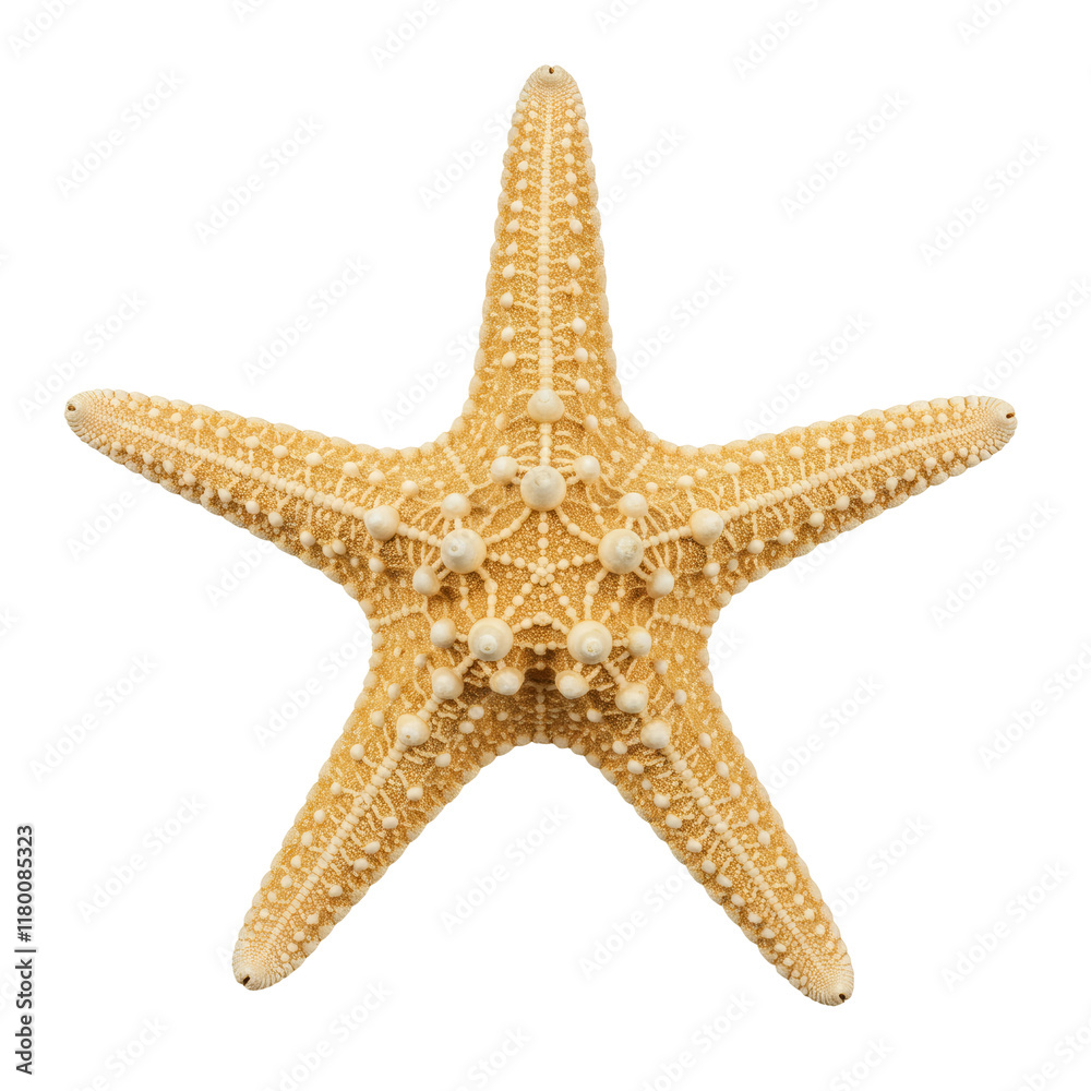 A starfish wheel isolated on a transparent background PNG
A starfish wheel isolated on a transparent background PNG