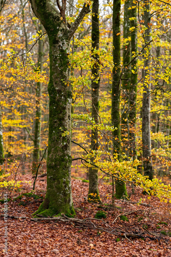 Fototapeta premium Brown autumn leaves on the floor of a beech forest.