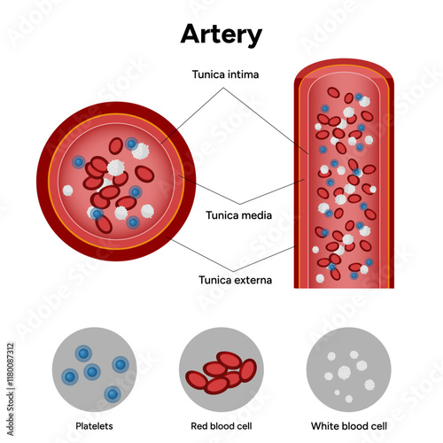 Red blood cell platelets white blood cell artery anatomy
