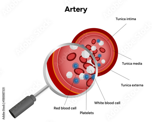 Red blood cell platelets white blood cell artery anatomy