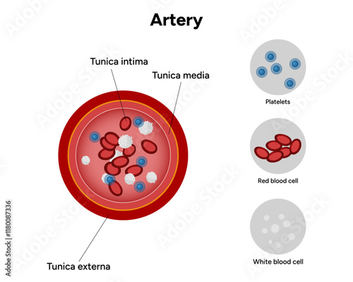 Red blood cell platelets white blood cell artery anatomy