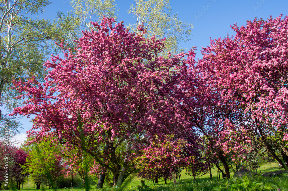 tree in bloom tree in bloom