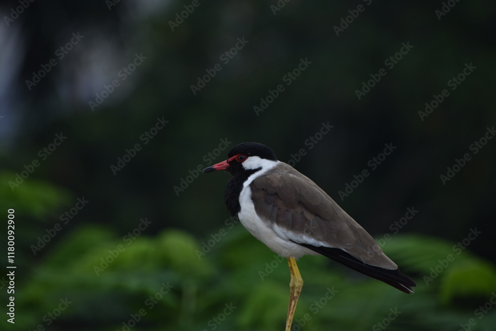The red-wattled lapwing is an Asian lapwing or large plover, a wader in the family Charadriidae. Like other lapwings they are ground birds that are incapable of perching. The red-wattled lapwing is an Asian lapwing or large plover, a wader in the family Charadriidae. Like other lapwings they are ground birds that are incapable of perching.