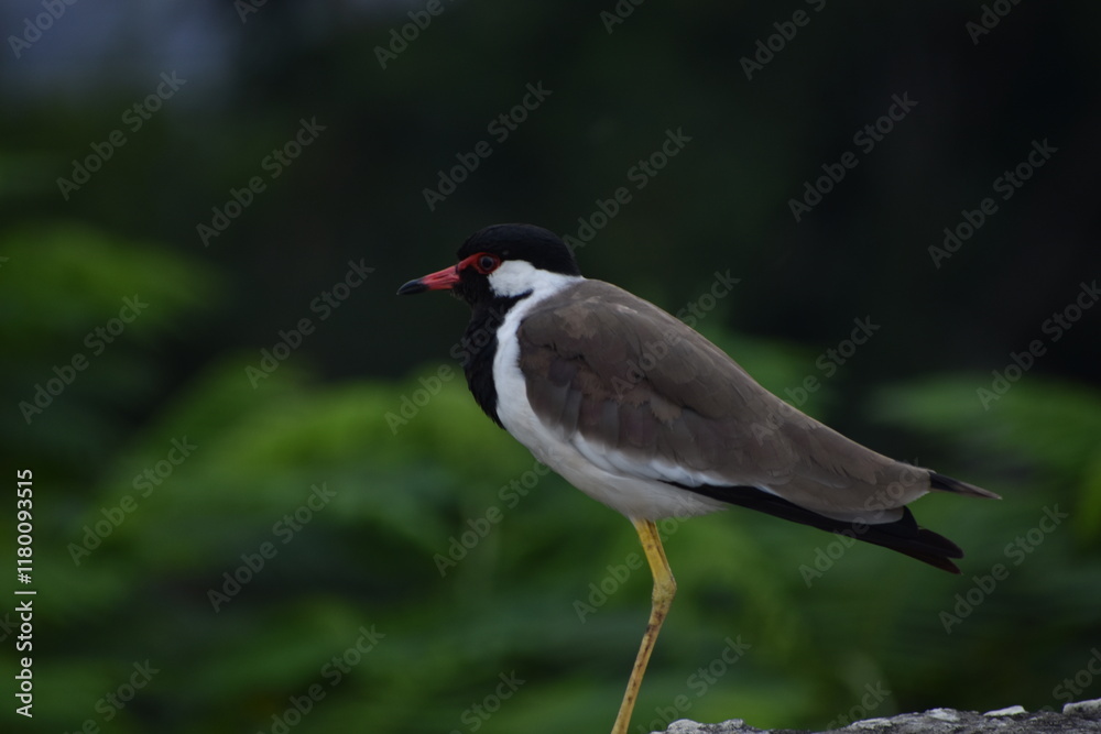The red-wattled lapwing is an Asian lapwing or large plover, a wader in the family Charadriidae. Like other lapwings they are ground birds that are incapable of perching. The red-wattled lapwing is an Asian lapwing or large plover, a wader in the family Charadriidae. Like other lapwings they are ground birds that are incapable of perching.