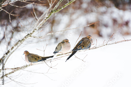Mourning doves on a branch in the winter