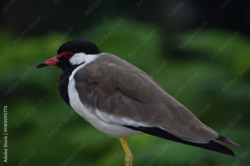 Naklejka premium The red-wattled lapwing is an Asian lapwing or large plover, a wader in the family Charadriidae. Like other lapwings they are ground birds that are incapable of perching.