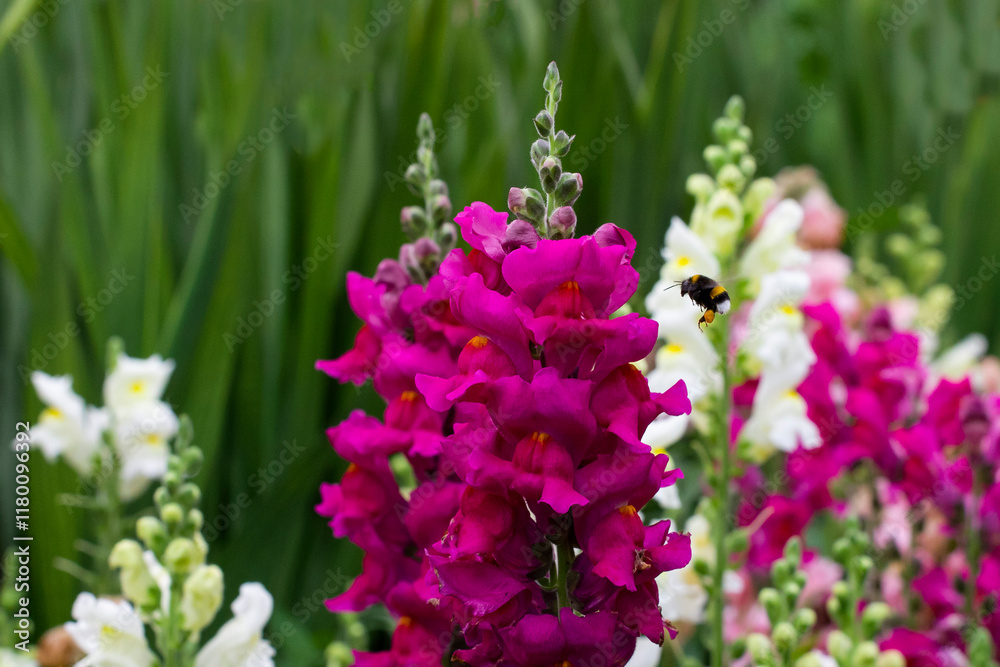Fototapeta premium flowers in the garden
