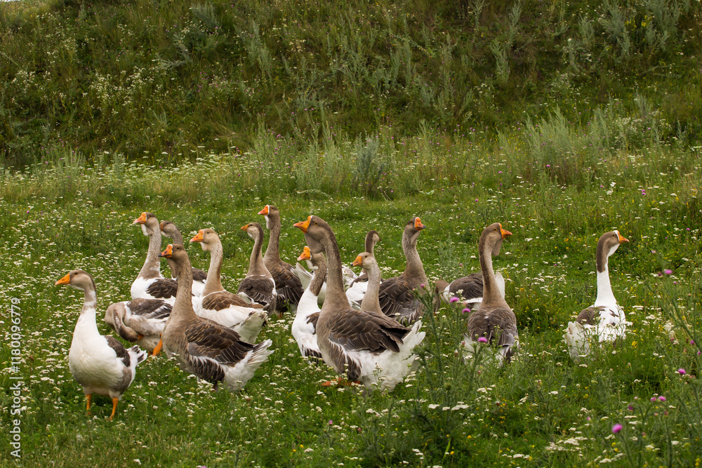 Obraz premium group of geese, geese, geese on the meadow