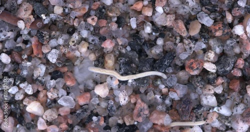 Colony of different Nemertea worms: Amphiporus lactifloreus, Lineus ruber, Lineus viridis. Predators, visible as they burrow into sandy silt and move in it. White Sea photo