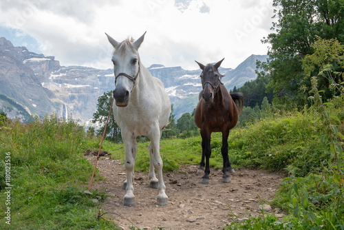 Chevaux Cirque de Gavarnie photo