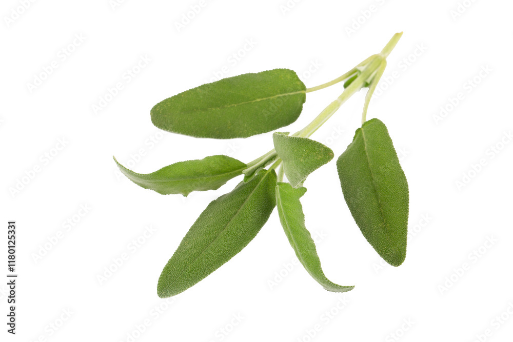 Salvia Officinalis (Green sage tea) on the white background
