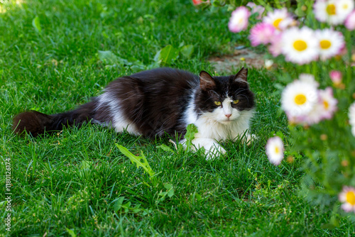 Fluffy tuxedo cat in the ga...