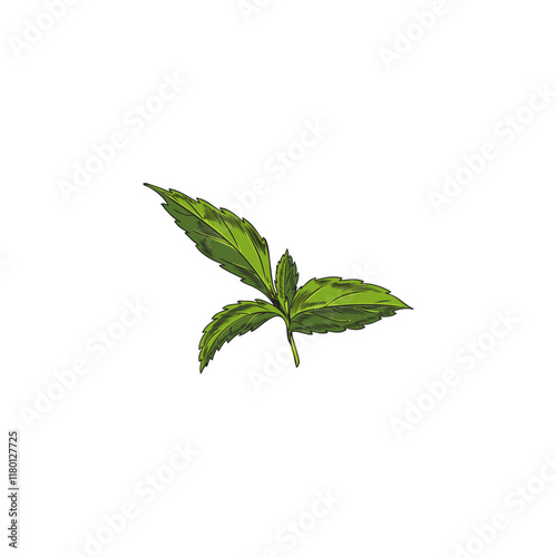 Stevia plant leaves sprig sketch, vector hand drawn natural organic sweetener sugar substitute, medicinal green herb