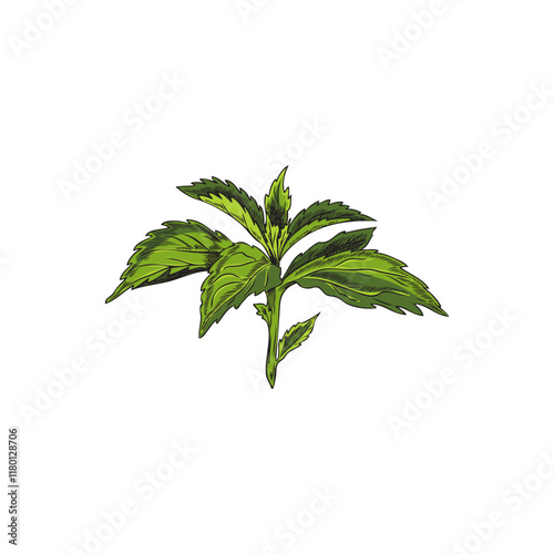 Twig with green stevia leaves. Sketch style.