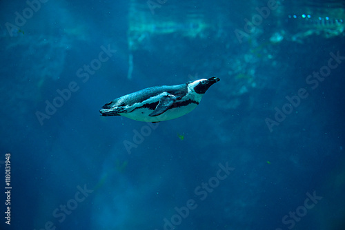 African penguins swimming in sea. High quality photo
