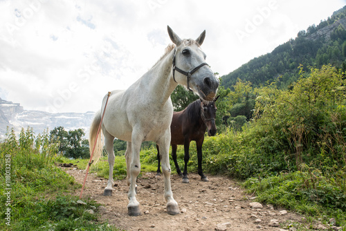 Chevaux Cirque de Gavarnie France 