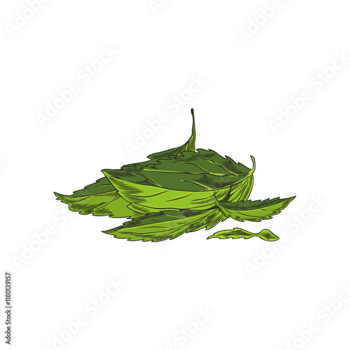 Stevia leaves pile color sketch, vector hand drawn natural organic sweetener, healthy sugar substitute, medicinal plant