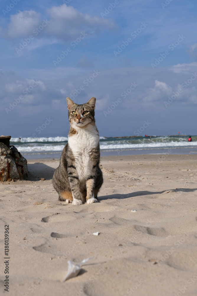 Obraz premium Cat sitting on the beach by the sea. Cute tabby cat sitting on the sand on the seashore