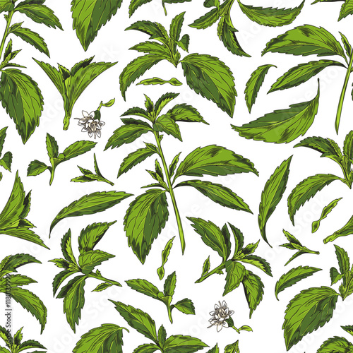 Stevia. Sketch. Seamless pattern.