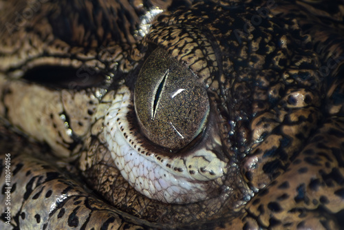 eye of an American crocodile close up. Predator's gaze